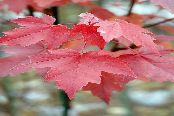 canada national flower - red maple