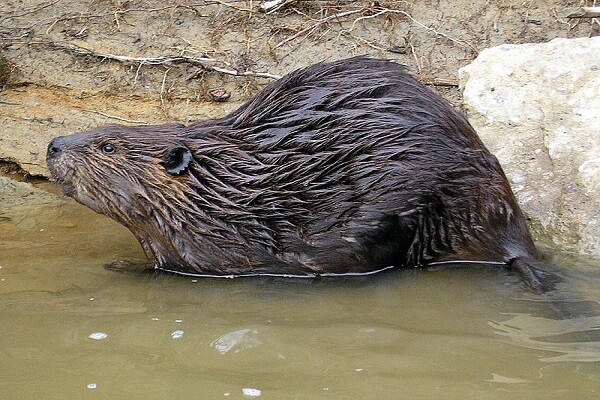 canada national animal - North American beaver